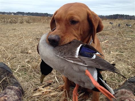 hunting lab pedigree|duck hunting labs for sale.